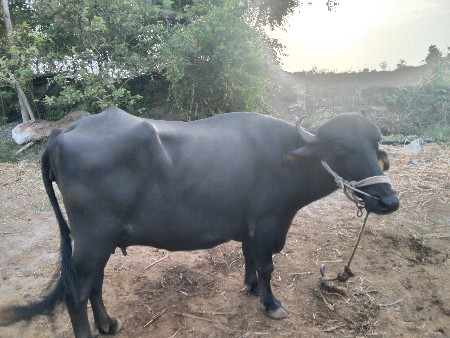 ભેંસ વેચવાની છે