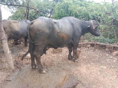 ભેસ અને ખડેલી વેચવાના છે