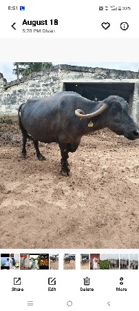 ભેંશ વેશવા ની છે