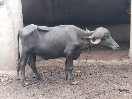 વેચવાની છે