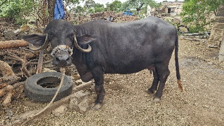 ભેસ બીજા વેતર મા છે
