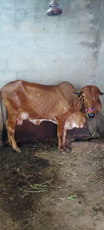 ગાય વેચવાની છે
