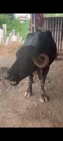 3 જુ વેતર ગાભણી