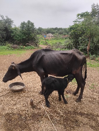 ખડેલી વેચવાની છે