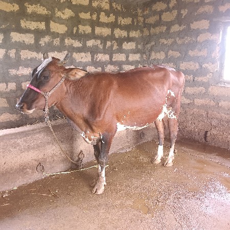 HF ક્રોસ