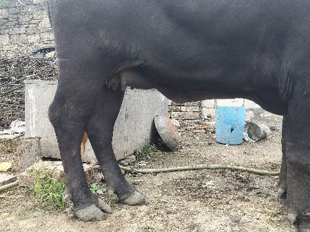 પેલું વેતર