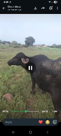 ભેંસ