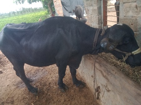 રૂતવિક