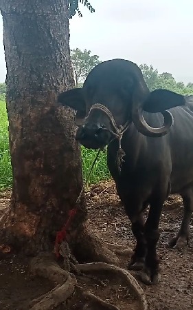 ખડેલી વેચવાની છે