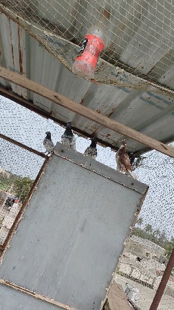 બધાય કબુતર વેચવાના છે