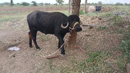 ખડેલી વેચવાની છે.