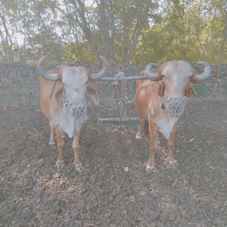 ત્રીજી વાવણી દેશી બળદ