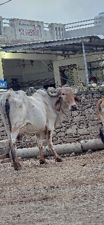 વેચવાની લિલડી ગાય