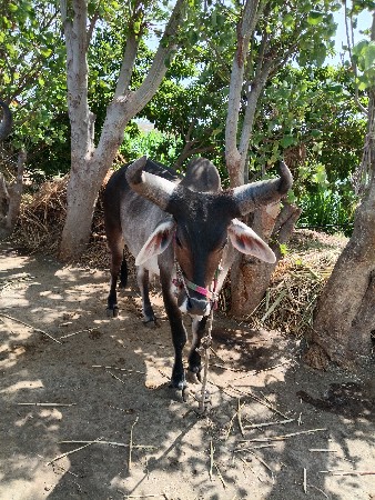 બળધ વેચવા છે સાવ સોજા છે બીજી વાવણી