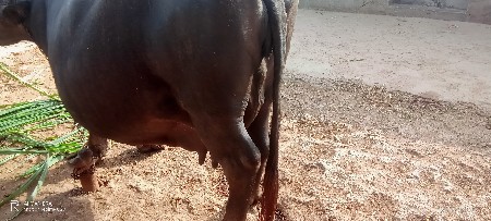 ભેંસ વેચવાની છે