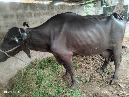 ગીર સોમનાથ સોનારીયા