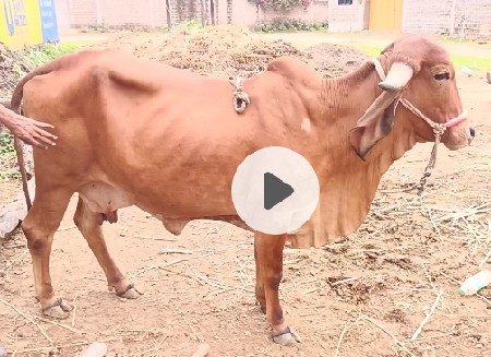 ગીર ગાય વેચવાની છે