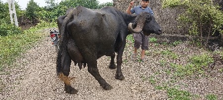 ભેંસ