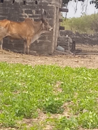 100 ટકા ફુલ જવાબ