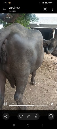 ભેંસ વેચવાની સે