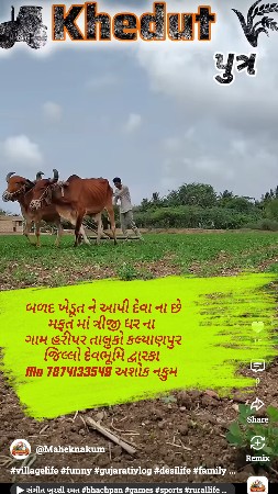 બળદ