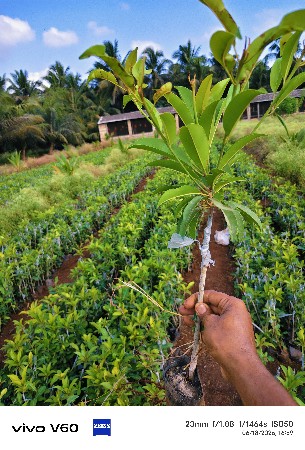 chiku kalam