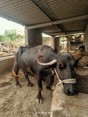 ભેંસ વેચવાની છે