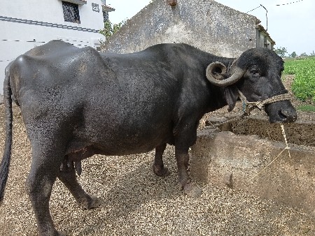 ભેંસ