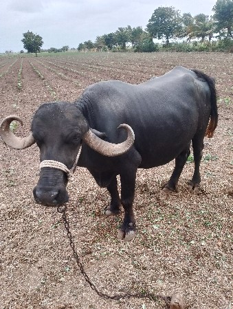 ભૈસ વેચવાની છે