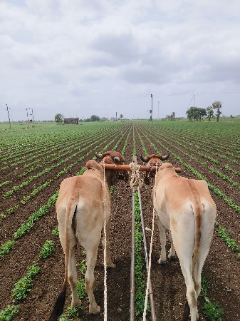 બળદ વેચવાના છે