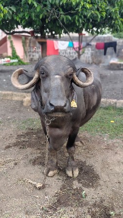 ભેંસ વેચવાની છે