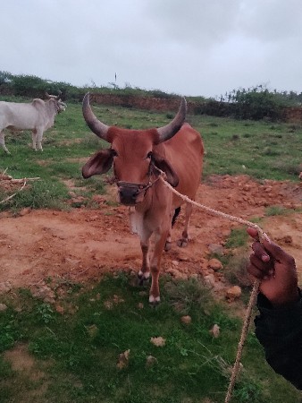 જગાભાઈ વાઘેલા