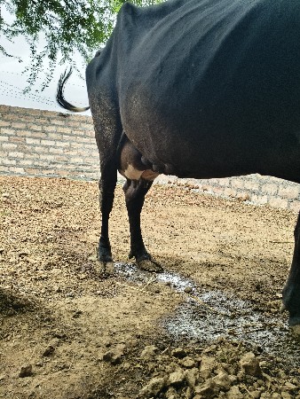 આ ગાય વેચવાની છે