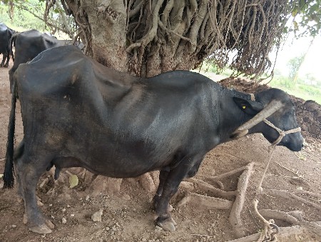 ભેંશ વેચવા ની છે