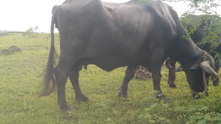 ભેંસ વેચવાની છે