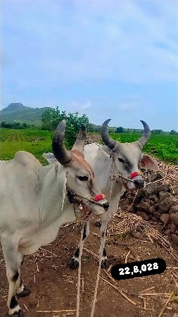 વેચવા ના છે એકજ મોડલ