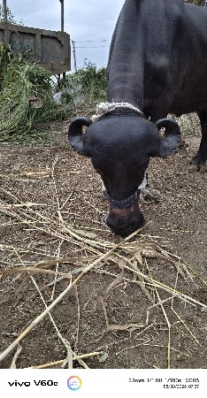 pel vetre