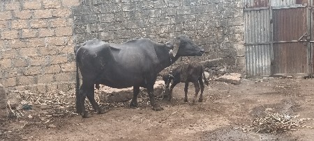 ભેશ વેસવાનિ છે વયાણેલ છે