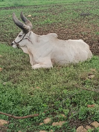 બળદ