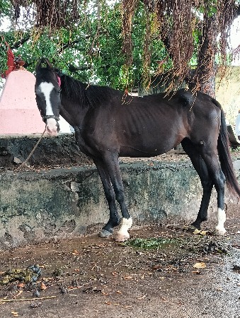 આ કાળી ધોડી વેસવાની સે બાલ ભમરીની