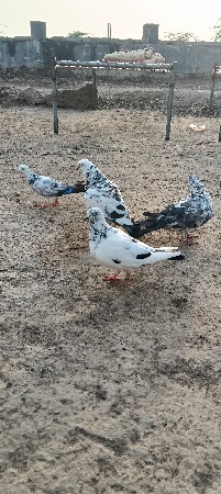 પોરબંદર જિલ્લો