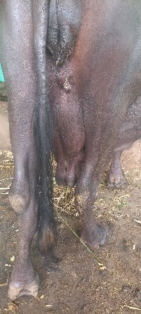 ભેશ વેચવાની