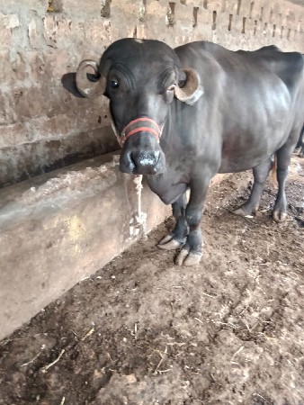 ખડેલી વેચવા ની છે...