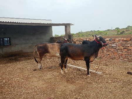 પેલી વાવની કરી