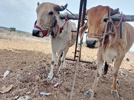 એક વાવણીના