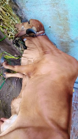 બે ગાય વેચવાની છે