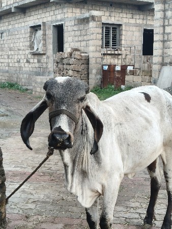 ગીર કાબરી હોડકી