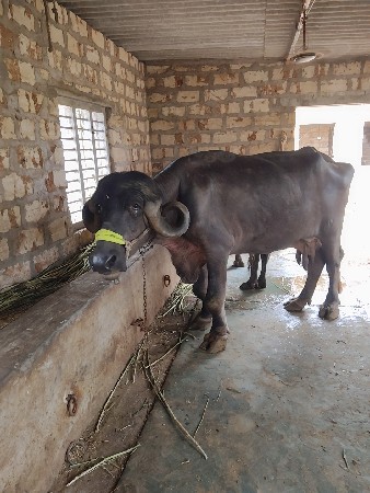 ભેંસ વેચવાની છે