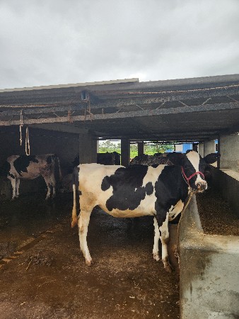 તબેલામાં કામ કરી શકે તેવા માણસ