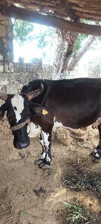h.f gay vesavani se
